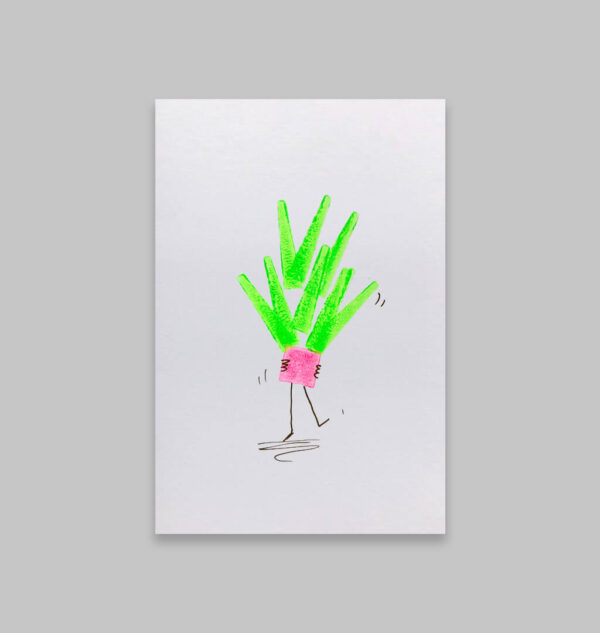 Aloe Vera